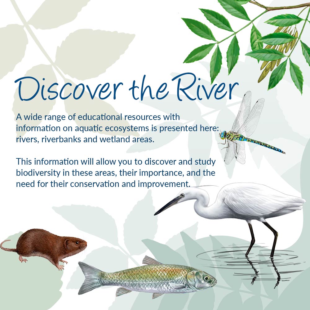 A wide range of educational resources with information on aquatic ecosystems is presented here: rivers, riverbanks and wetland areas. This information will allow you to discover and study biodiversity in these areas, their importance, and the need for their conservation and improvement.