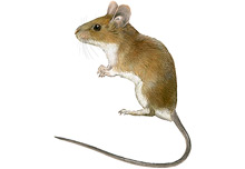 Wood mouse	