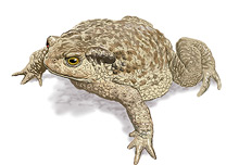 	Common toad	