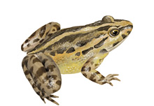 	Mediterranean painted frog	
