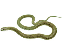 	Montpellier snake