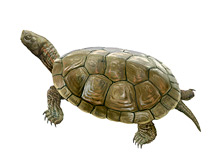 	Mediterranean pond turtle	