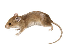 Algerian mouse	