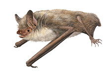 	Murciélago ratonero patudo	