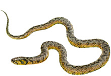 	Viperine water snake	