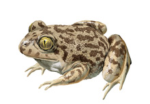 	Iberian spadefoot toad	