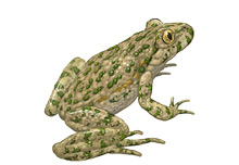 Common parsley frog