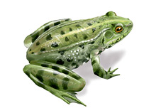 	Iberian waterfrog	