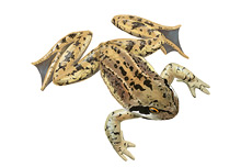 	Common frog	