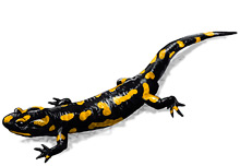 	Salamander	