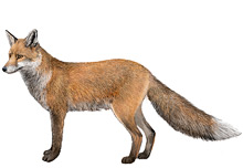 Fox	