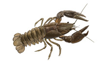 	Freshwater crayfish	