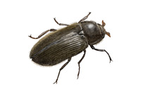 	Long-toed water beetle	
