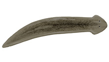 	Common flatworm