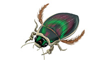 	Predaceous diving beetle	