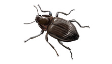 	Riffle beetle	