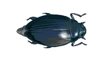 	Whirligig beetle	