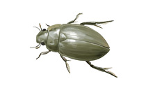 	Water-scavenger beetle	
