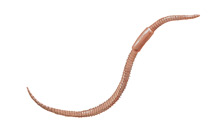 	Earthworm	