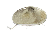 	Ostracod or seed shrimp	