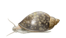 	Bladder snail	