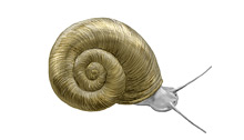 	Ramshorn snail	