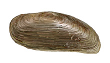 	Freshwater mussel	