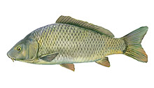 	Common carp	