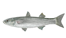 	Leaping mullet	