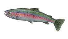	Rainbow trout	