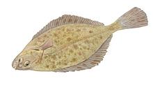	European flounder	