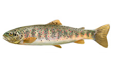 	Brown trout	