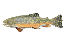 	Brook trout
