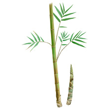 	Common bamboo	