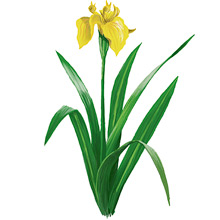 	Yellow iris	