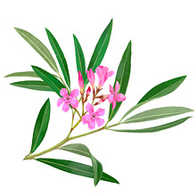 	Oleander	